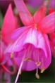 /album/fleurs-dun-jardin-2015/dsc-5220-copie-jpg/